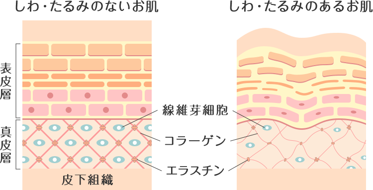 肌の再生能力が高まる