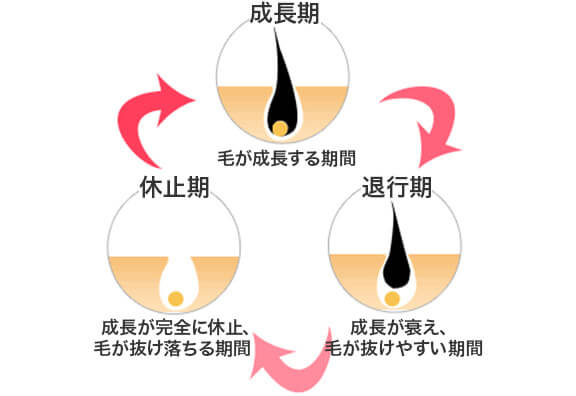 毛の生え変わりのサイクル「毛周期」