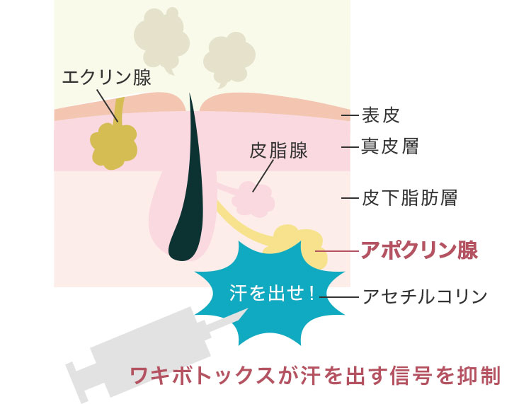 ワキボトックスの仕組み