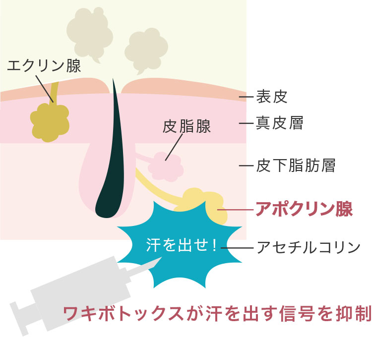 ワキボトックスの仕組み